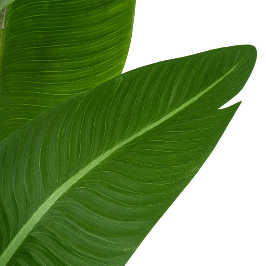 GREEN STRELITZIA 20369 Τεχνητό Διακοσμητικό Φυτό Πράσινη Στερλίτσια Υ120cm