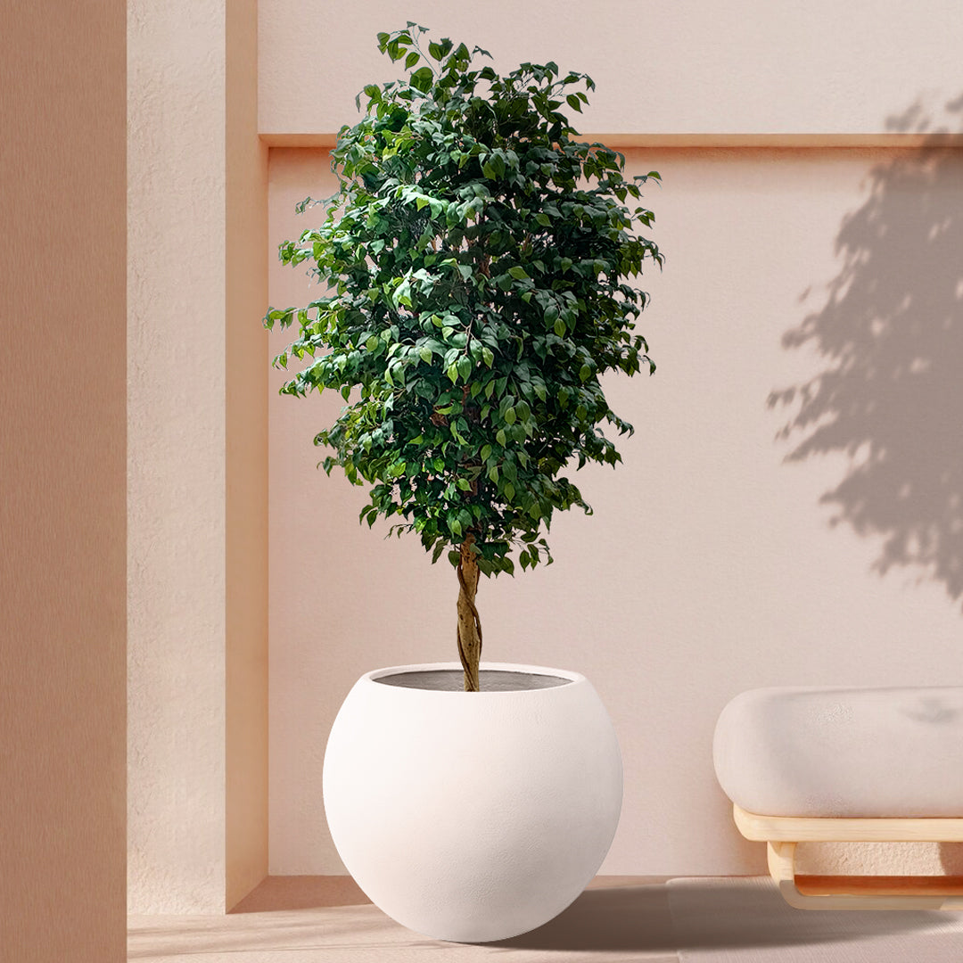 FICUS BENJAMINA TREE 20432 Τεχνητό Διακοσμητικό Φυτό Φίκος Μπενζαμίνη Υ300cm