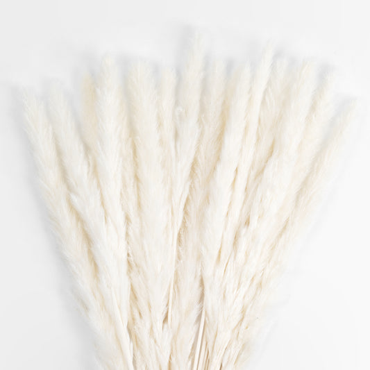 REAL DRIED BEIGE PAMPAS GRASS BUNCH 21216 Αποξηραμένο Διακοσμητικό Μπουκέτο Pampas Μπέζ Y50cm