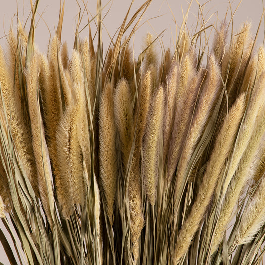 PENNISETUM 36503 Αποξηραμένο Φυτό Πεννήσιο - Μπουκέτο Διακοσμητικών Κλαδιών Μπεζ - Πράσινο Υ60cm