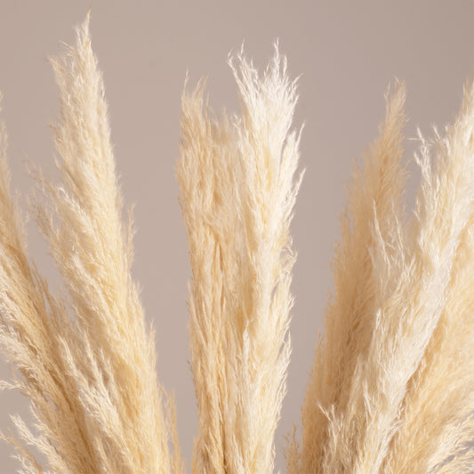 PAMPASGRASS 36507 Αποξηραμένο Διακοσμητικό Μπουκέτο Γρασίδι της Πάμπας - Μπεζ - Μ20 x Π20 x Υ80 - Πακέτο 10 Τεμαχίων