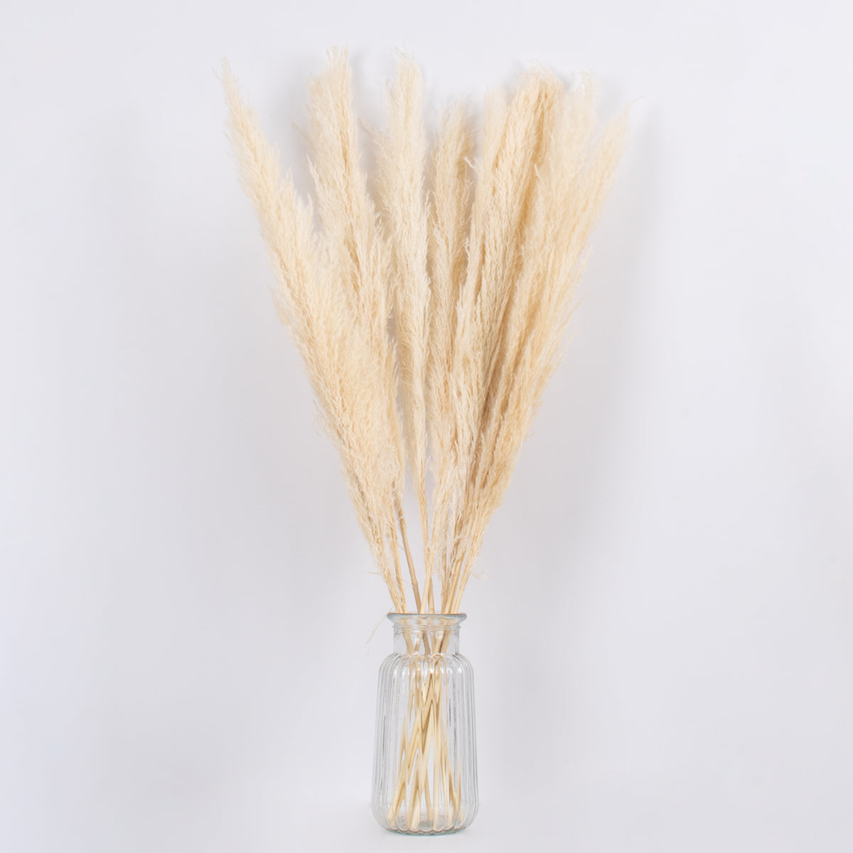 PAMPASGRASS 36507 Αποξηραμένο Διακοσμητικό Μπουκέτο Γρασίδι της Πάμπας - Μπεζ - Μ20 x Π20 x Υ80 - Πακέτο 10 Τεμαχίων