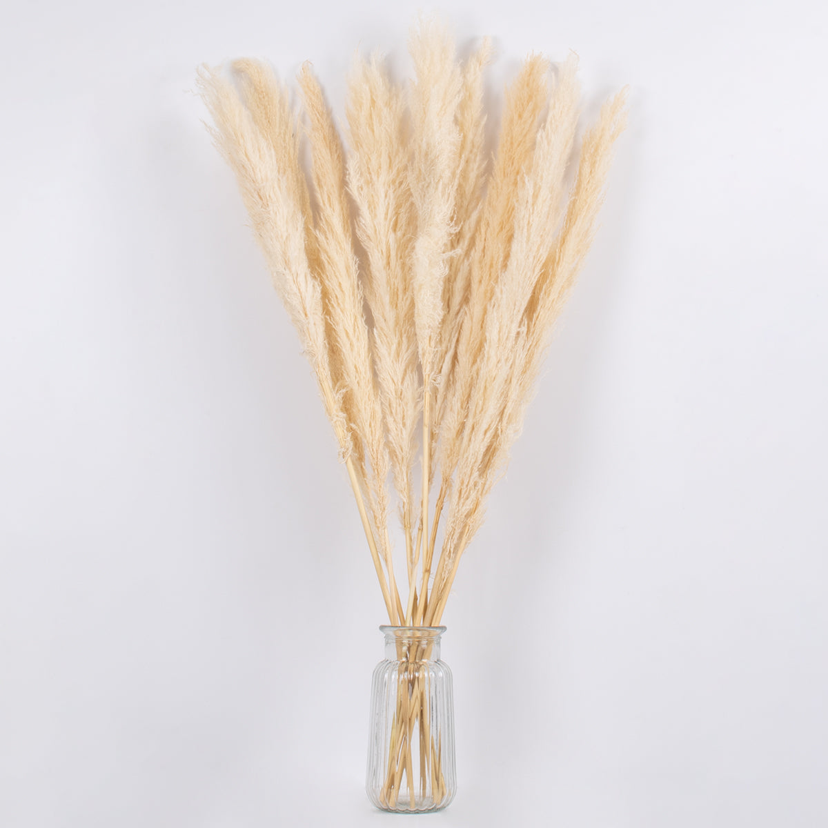 PAMPASGRASS 36507 Αποξηραμένο Διακοσμητικό Μπουκέτο Γρασίδι της Πάμπας - Μπεζ - Μ20 x Π20 x Υ100 - Πακέτο 10 Τεμαχίων
