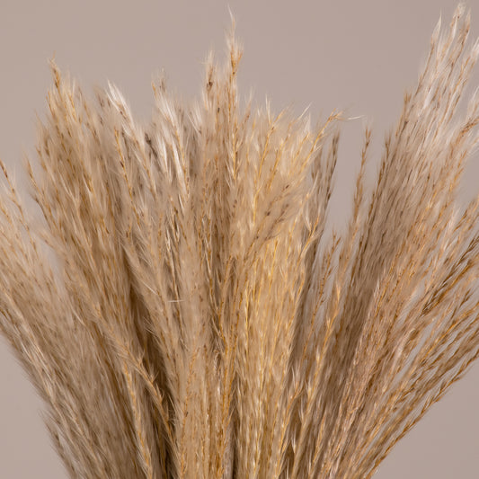 MISCANTHUS 36534 Αποξηραμένο Διακοσμητικό Μπουκέτο Μίσχανθος - Μπεζ - Μ20 x Π20 x Υ40 - Πακέτο 20 Τεμαχίων