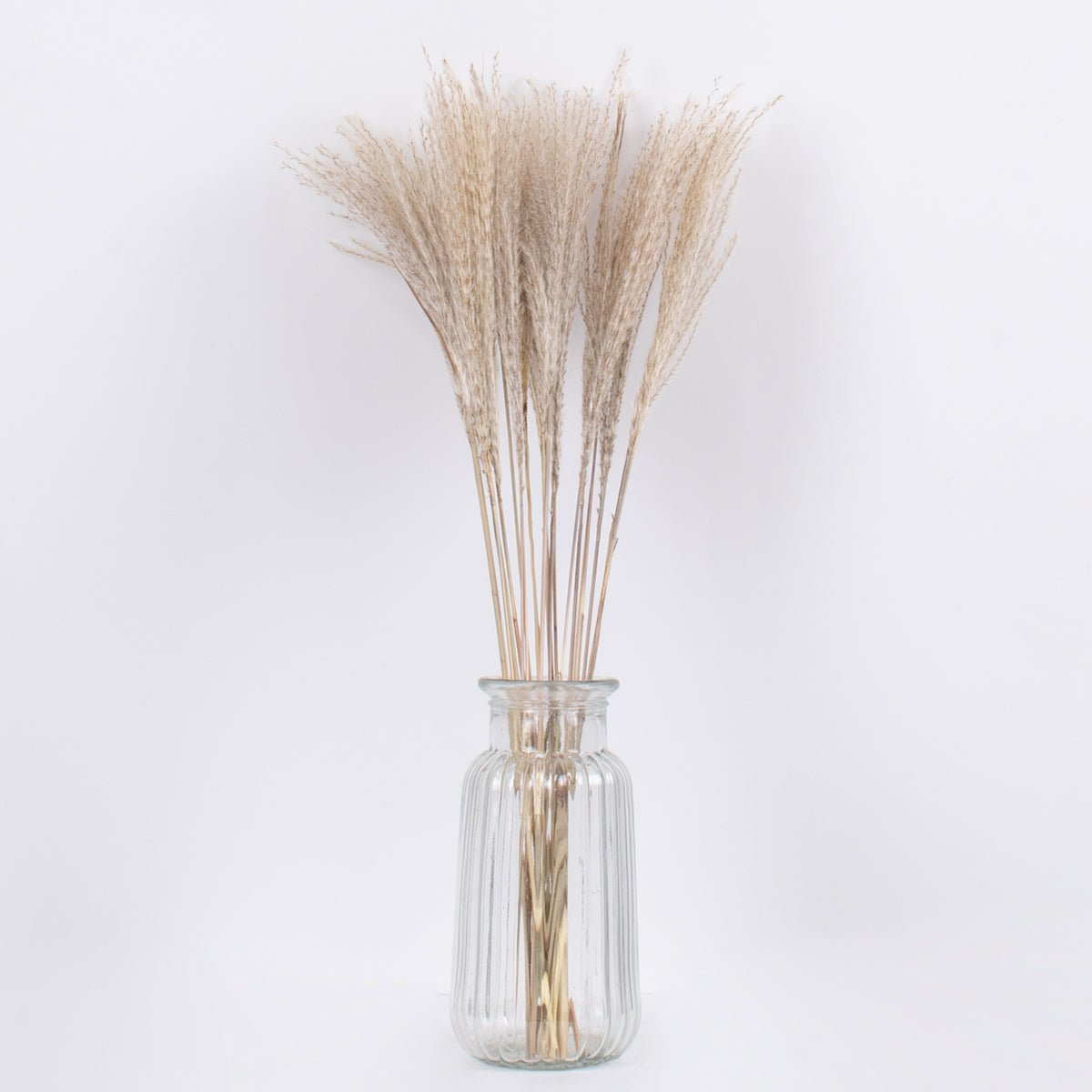 MISCANTHUS 36535 Αποξηραμένο Διακοσμητικό Μπουκέτο Μίσχανθος - Μπεζ - Μ20 x Π20 x Υ60 - Πακέτο 20 Τεμαχίων