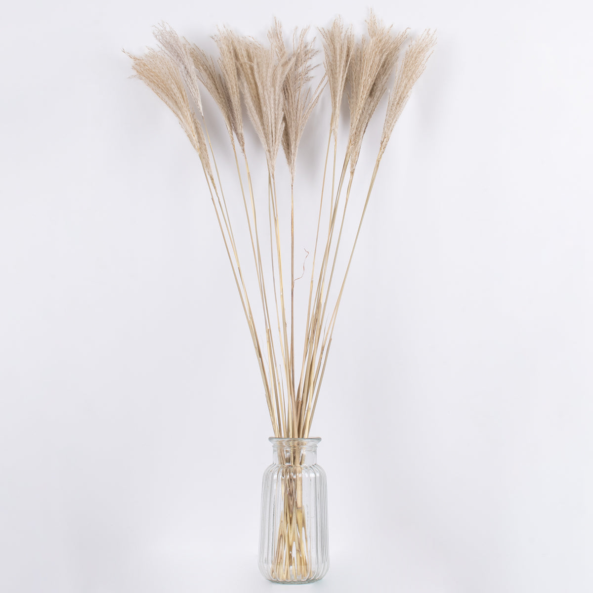 MISCANTHUS 36537 Αποξηραμένο Διακοσμητικό Μπουκέτο Μίσχανθος - Μπεζ - Μ20 x Π20 x Υ100 - Πακέτο 20 Τεμαχίων