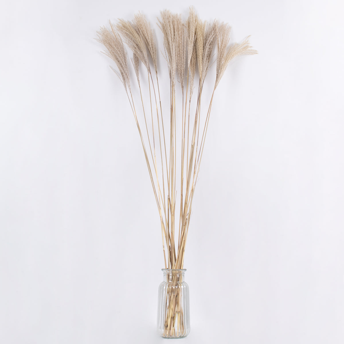 MISCANTHUS 36538 Αποξηραμένο Φυτό Μίσχανθος - Μπουκέτο Διακοσμητικών Κλαδιών Μπεζ Υ120cm