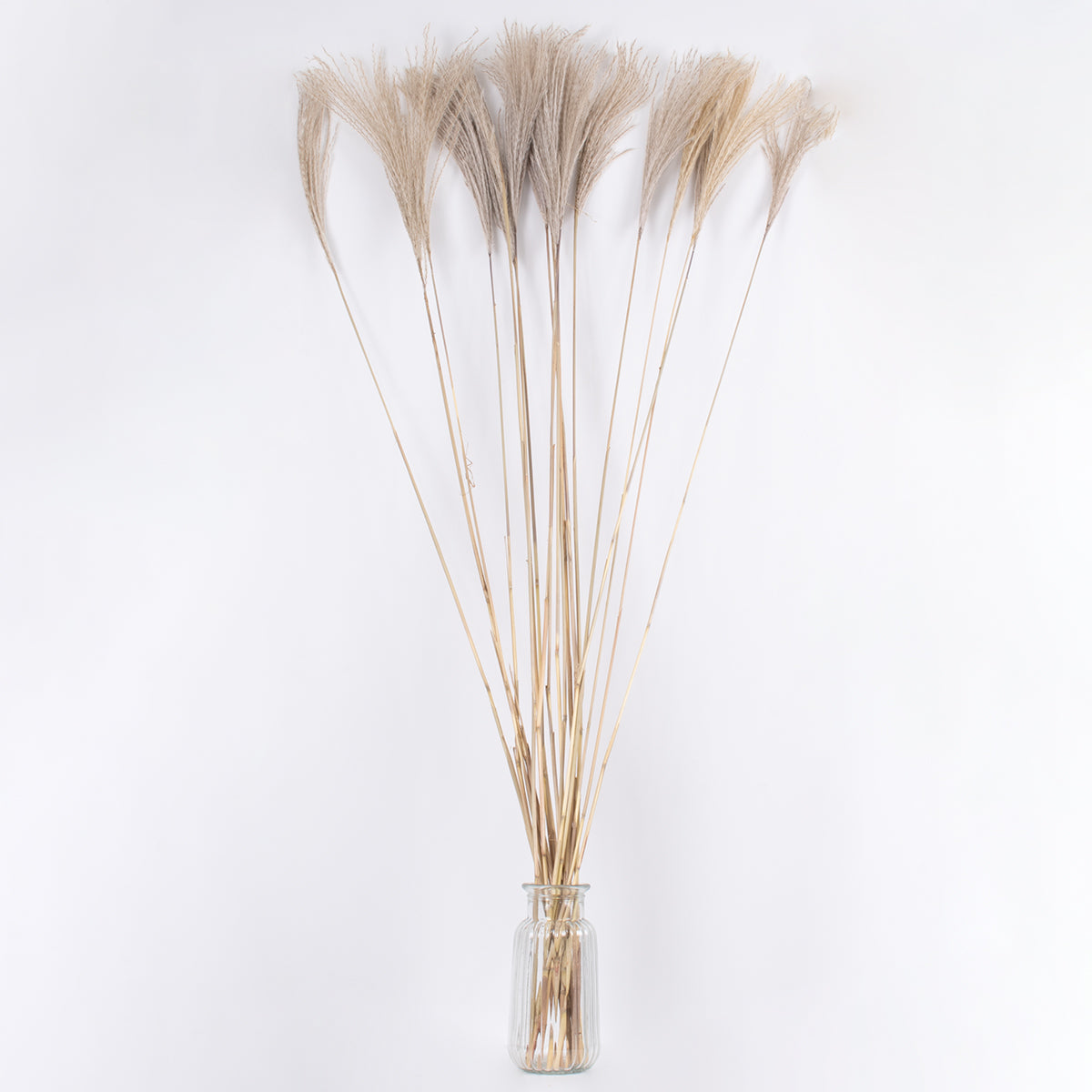 MISCANTHUS 36539 Αποξηραμένο Φυτό Μίσχανθος - Μπουκέτο Διακοσμητικών Κλαδιών Μπεζ Υ140εκ - Σετ 10 τμχ