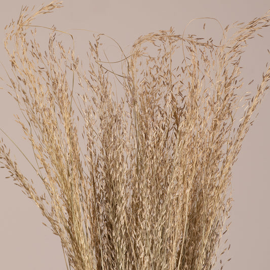 SILVERHAIRGRASS 36545 Αποξηραμένο Φυτό Ασημένια Χλόη - Μπουκέτο Διακοσμητικών Κλαδιών Μπεζ Υ60cm