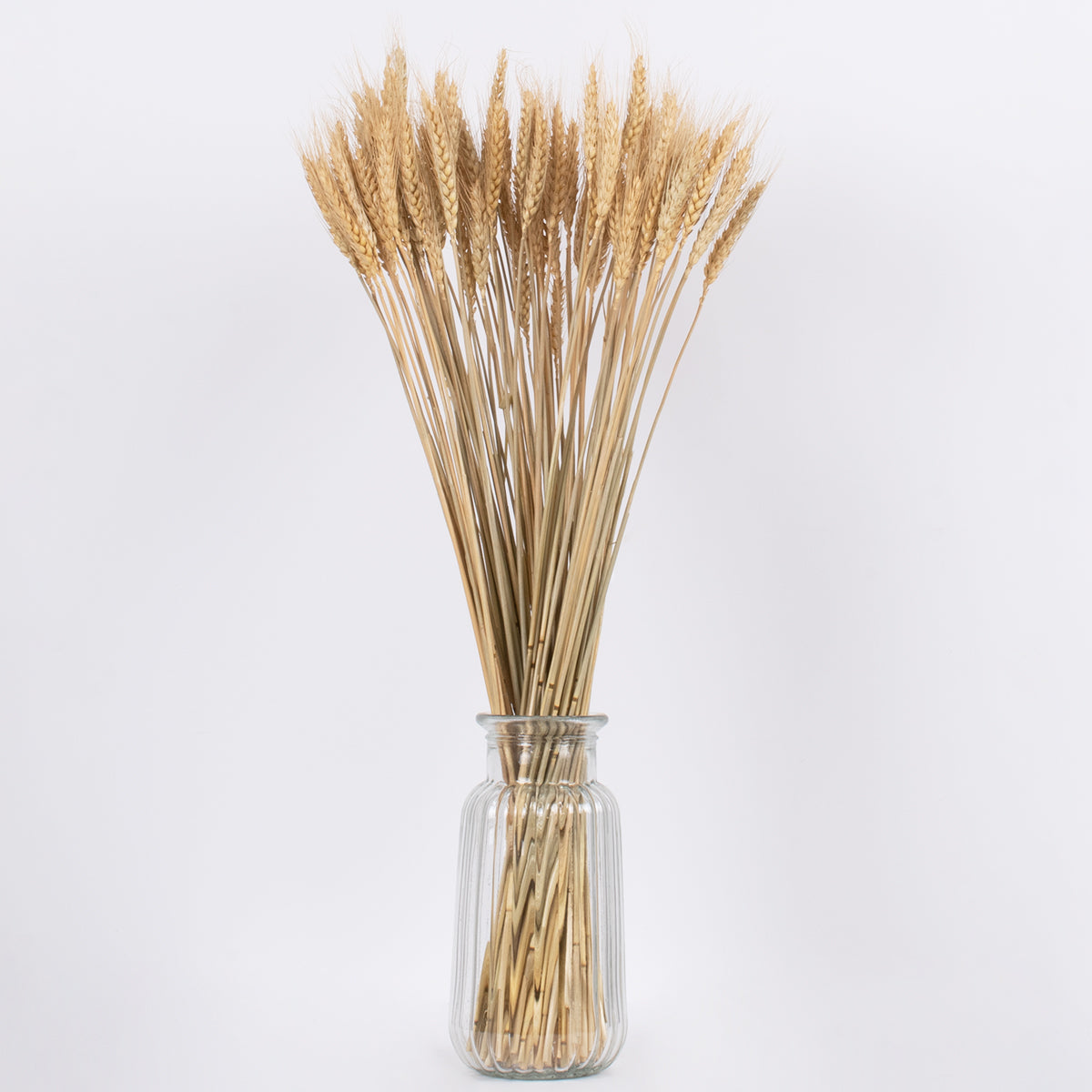 BARLEY 36551 Αποξηραμένο Διακοσμητικό Μπουκέτο Κριθάρι - Μπεζ - Μ20 x Π20 x Υ60 - Πακέτο 100 Τεμαχίων