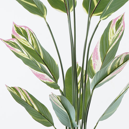 Διακοσμητικό Φυτό σε Γλάστρα Aglaonema Πράσινο Φ80x150