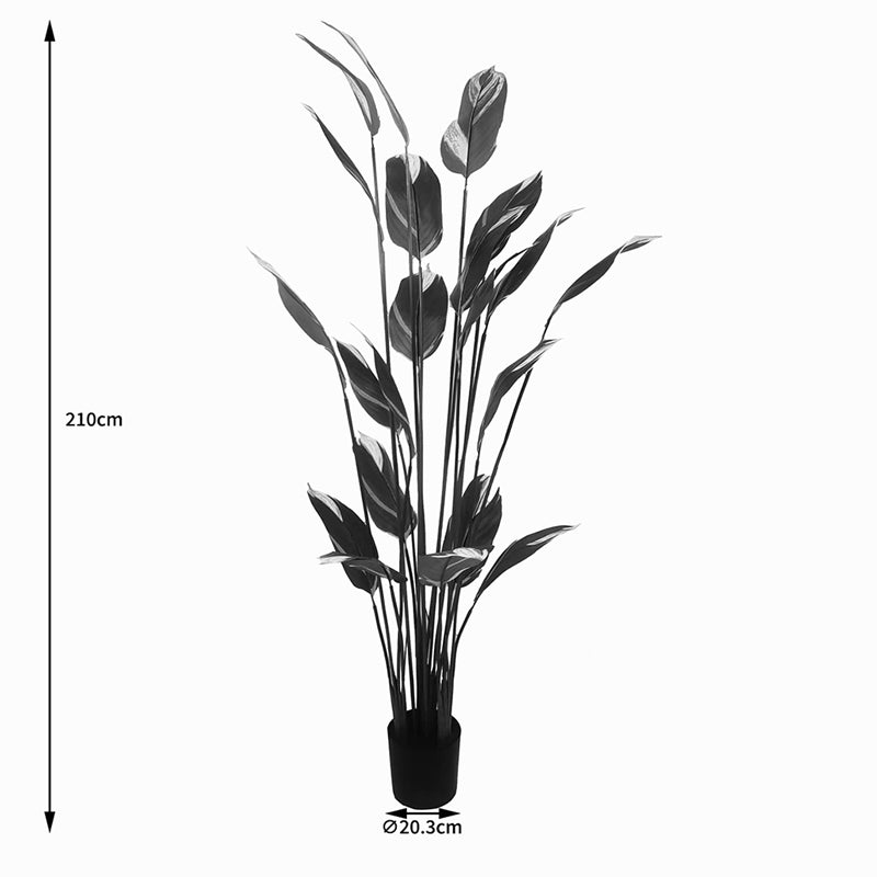 Διακοσμητικό Φυτό σε Γλάστρα Lucky I Πράσινο Φ80x210