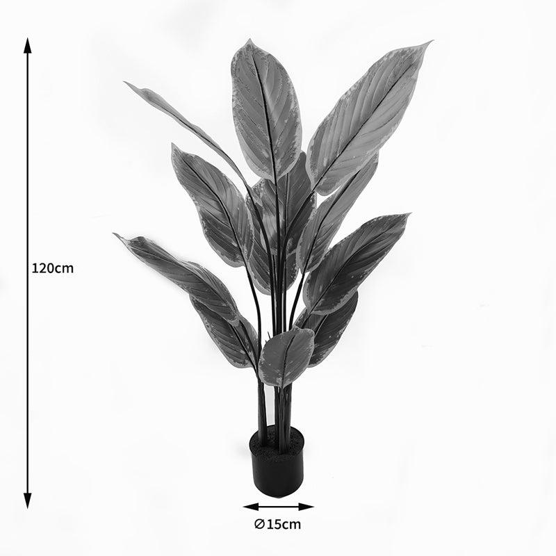Διακοσμητικό Φυτό σε Γλάστρα Calathea Πράσινο Φ68x120