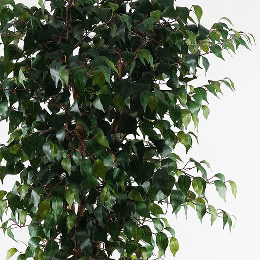 Διακοσμητικό Φυτό σε Γλάστρα Banyan Πράσινο Φ95x180