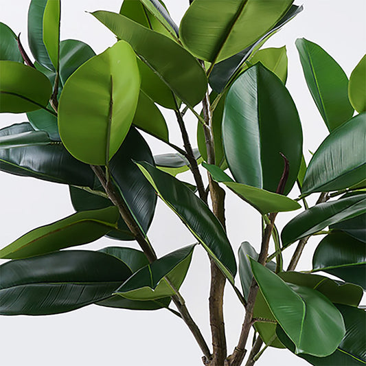 Διακοσμητικό Φυτό σε Γλάστρα Ficus Lyrata Πράσινο Φ70x130