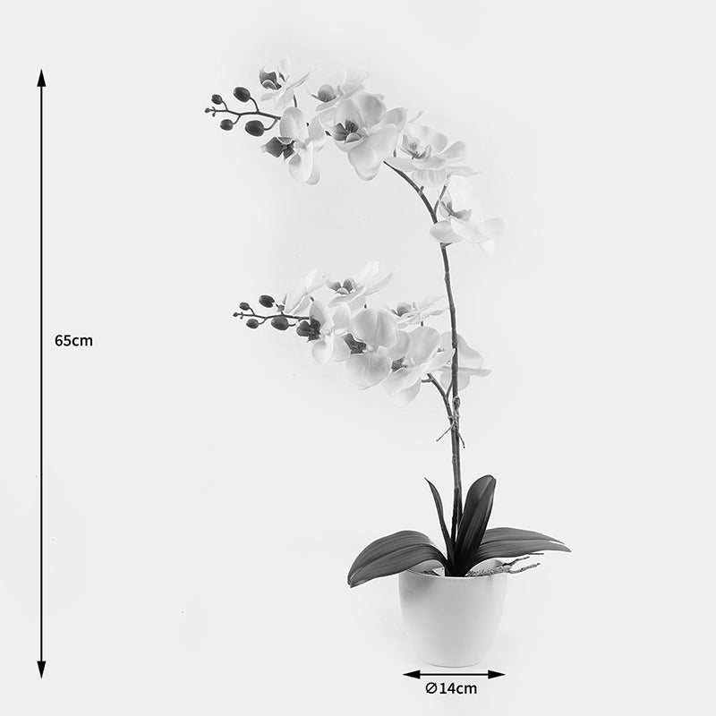 Διακοσμητικό Φυτό σε Γλάστρα Οrchid White 36x17x65