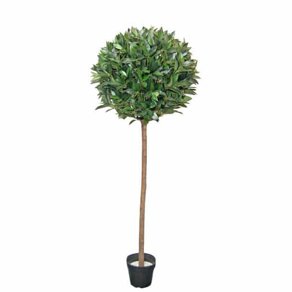 Δέντρο Δάφνη 150εκ