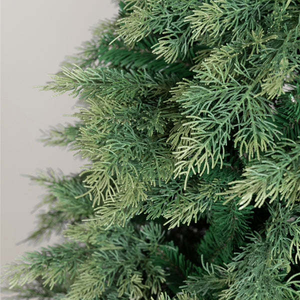 ΔΕΝΤΡΟ ΕΛΑΤΟ ΓΑΛΛΙΑ 138x138x220