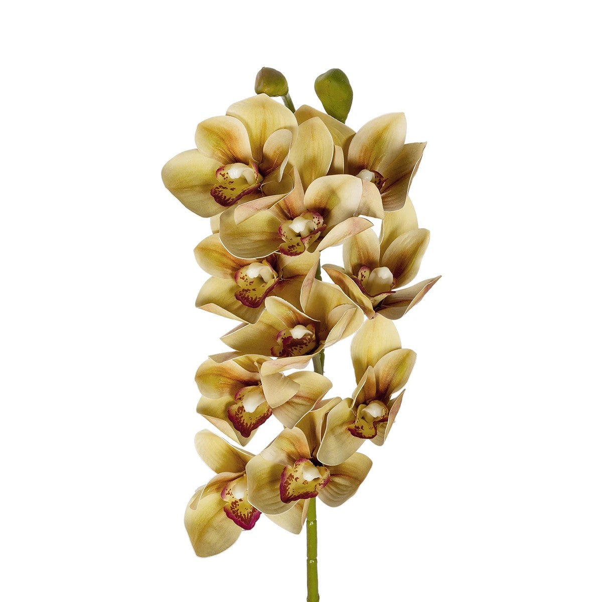 CHAMPAGNE CYMBIDIUM BRANCH 21408 Τεχνητό Διακοσμητικό Κλαδί Σαμπανί Κυμβίδιο Y75cm