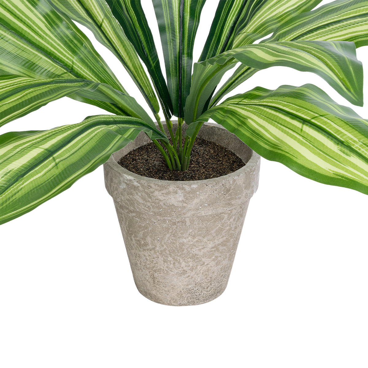 DRACAENA POTTED PLANT 20907 Διακοσμητικό Φυτό Δράκενα Φ40 x Υ33cm