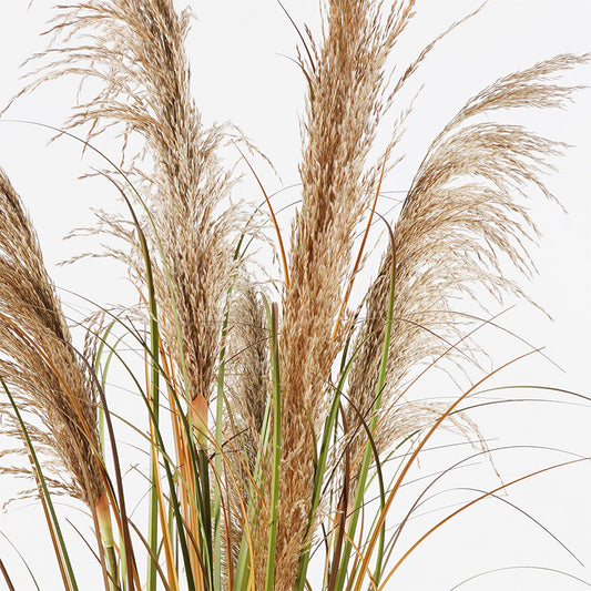 Διακοσμητικό Φυτό σε Γλάστρα Bulrush Φ65x120