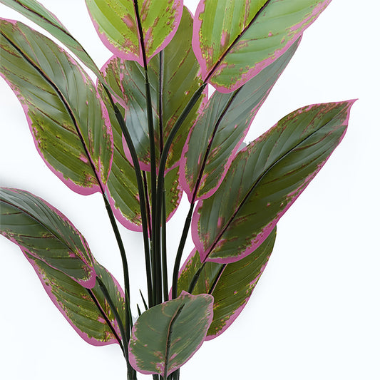 Διακοσμητικό Φυτό σε Γλάστρα Calathea Πράσινο Φ68x120