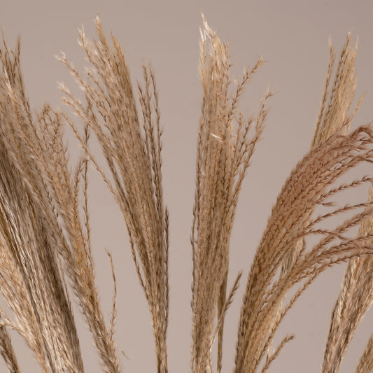 MISCANTHUS 36538 Αποξηραμένο Φυτό Μίσχανθος - Μπουκέτο Διακοσμητικών Κλαδιών Μπεζ Υ120cm