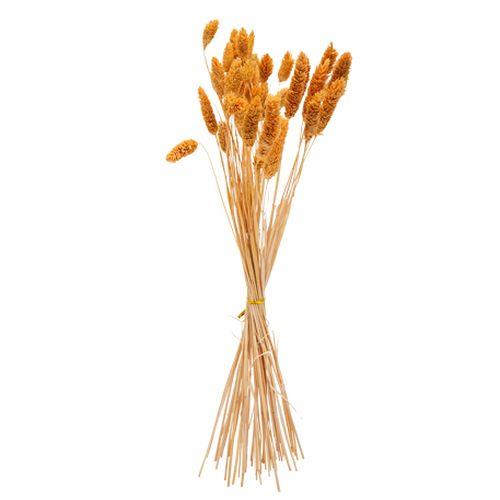 Μπουκέτο Phalaris Μουσταρδί 60εκ 50 Τμχ