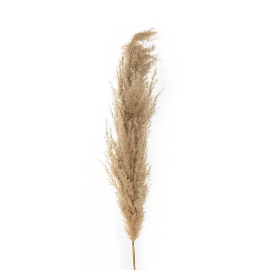 PAMPAS GRASS 21217 Αποξηραμένο Διακοσμητικό Γρασίδι Πάμπας Μ10 x Π10 x Υ150