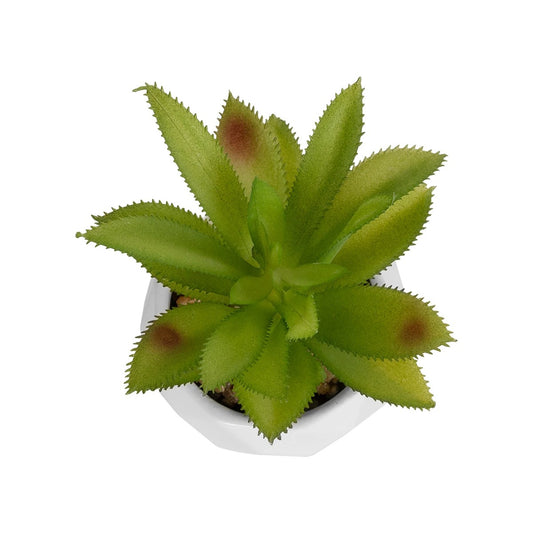 SUCCULENT ALOE POTTED PLANT 20984 Διακοσμητικό Φυτό Αλόη Φ9 x Υ12cm
