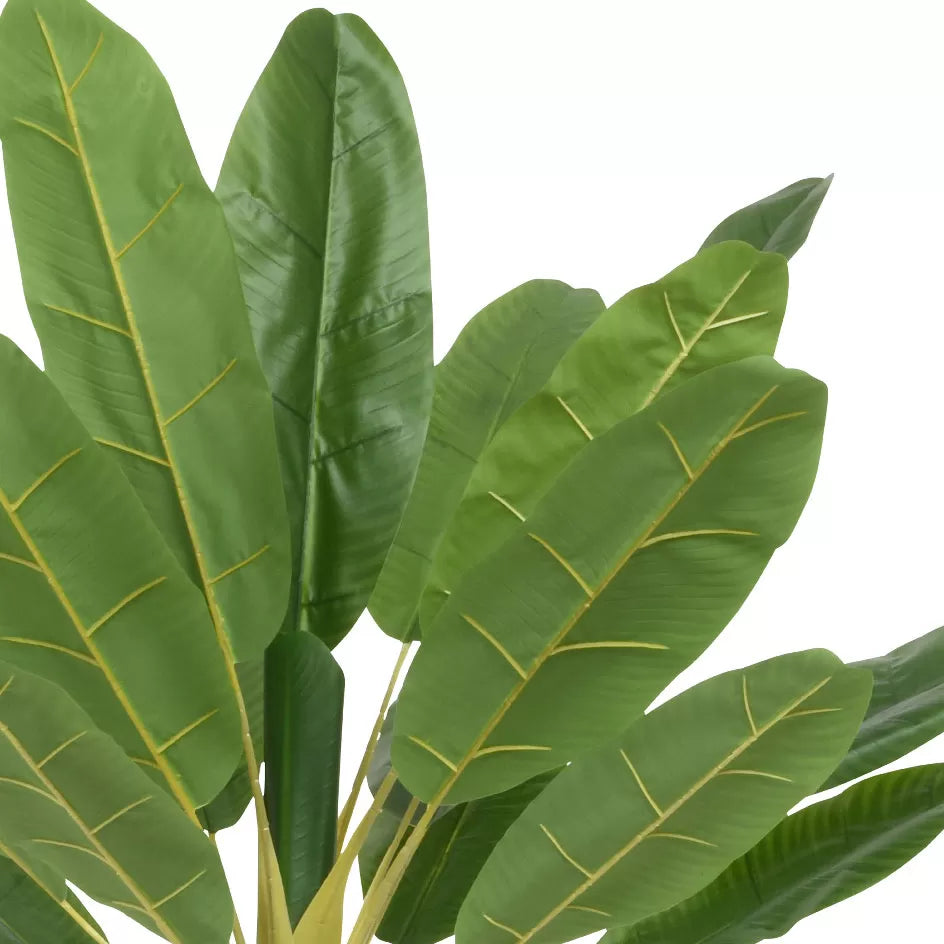 Φυτό Μπανάνας σε Γλάστρα 280εκ