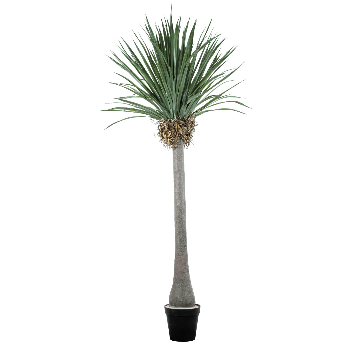 BEAUCARNEA PALM TREE 20048 Τεχνητό Διακοσμητικό Φυτό Κυρτόφυλλος Μπουκαρνέα Υ250cm