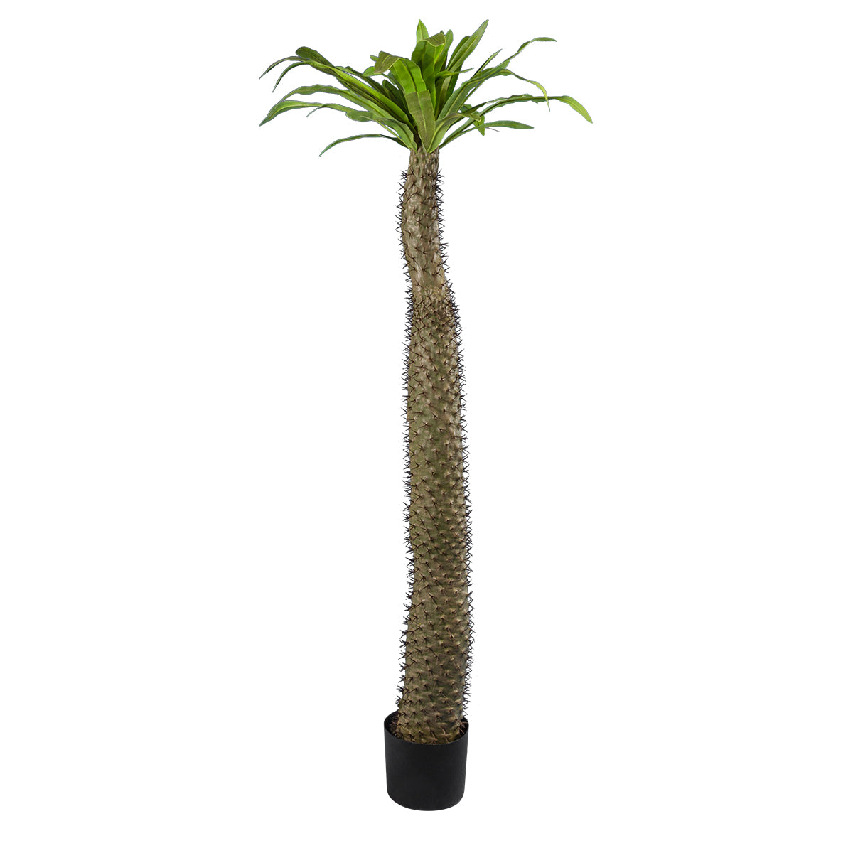 PACHYPODIUM LAMEREI PALM TREE 20130 Τεχνητό Διακοσμητικό Φυτό Φοίνικας της Μαγαδασκάρης Υ175cm