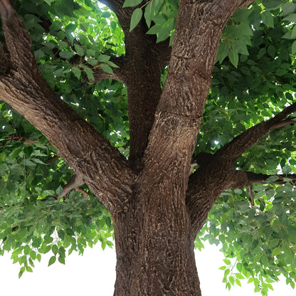 BANYAN FICUS TREE 20160 Τεχνητό Διακοσμητικό Δέντρο Ινδική Συκιά Φίκος Υ340cm