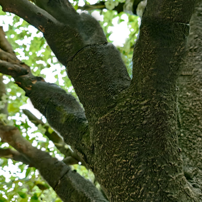 LABURNUM TREE 20165 Τεχνητό Διακοσμητικό Δέντρο Λαβούρνο Υ340cm