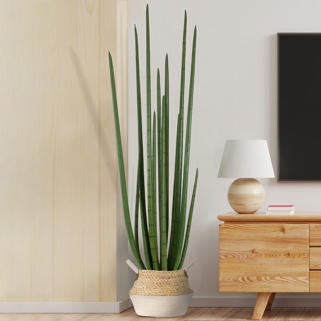 SANSEVIERIA CYLINDRICA 20211 Τεχνητό Διακοσμητικό Φυτό Σανσεβιέρια Υ160cm