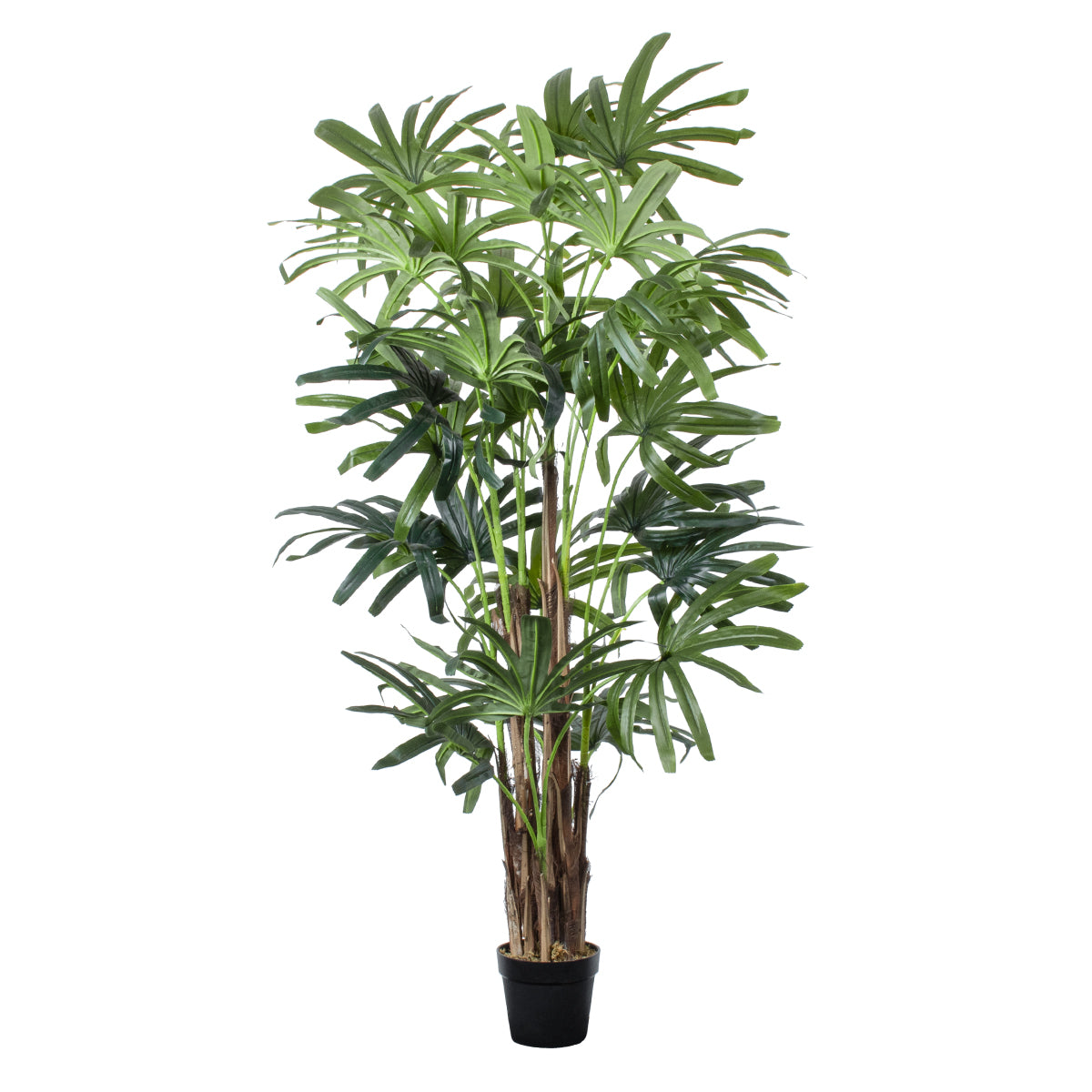 BROADLEAF LADY PALM TREE 20385 Τεχνητό Διακοσμητικό Φυτό Πλατύφυλλος Φοίνικας Μπαμπού Υ200cm