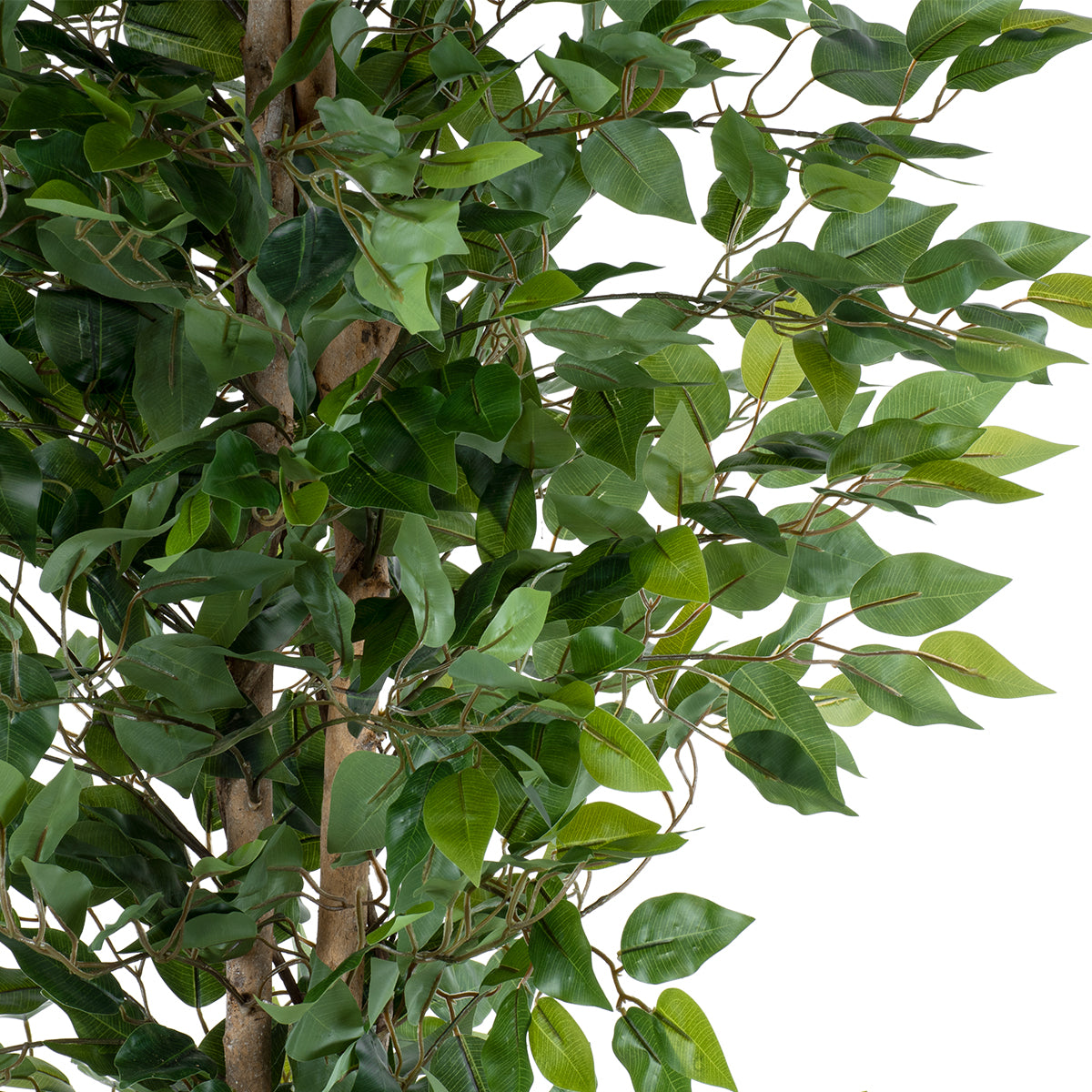 FICUS BENJAMINA TREE 20417 Τεχνητό Διακοσμητικό Φυτό Φίκος Μπενζαμίνη Υ210cm