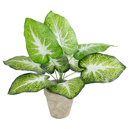 CALADIUM POTTED PLANT 20894 Διακοσμητικό Φυτό Καλάντιουμ Φ40 x Υ33cm