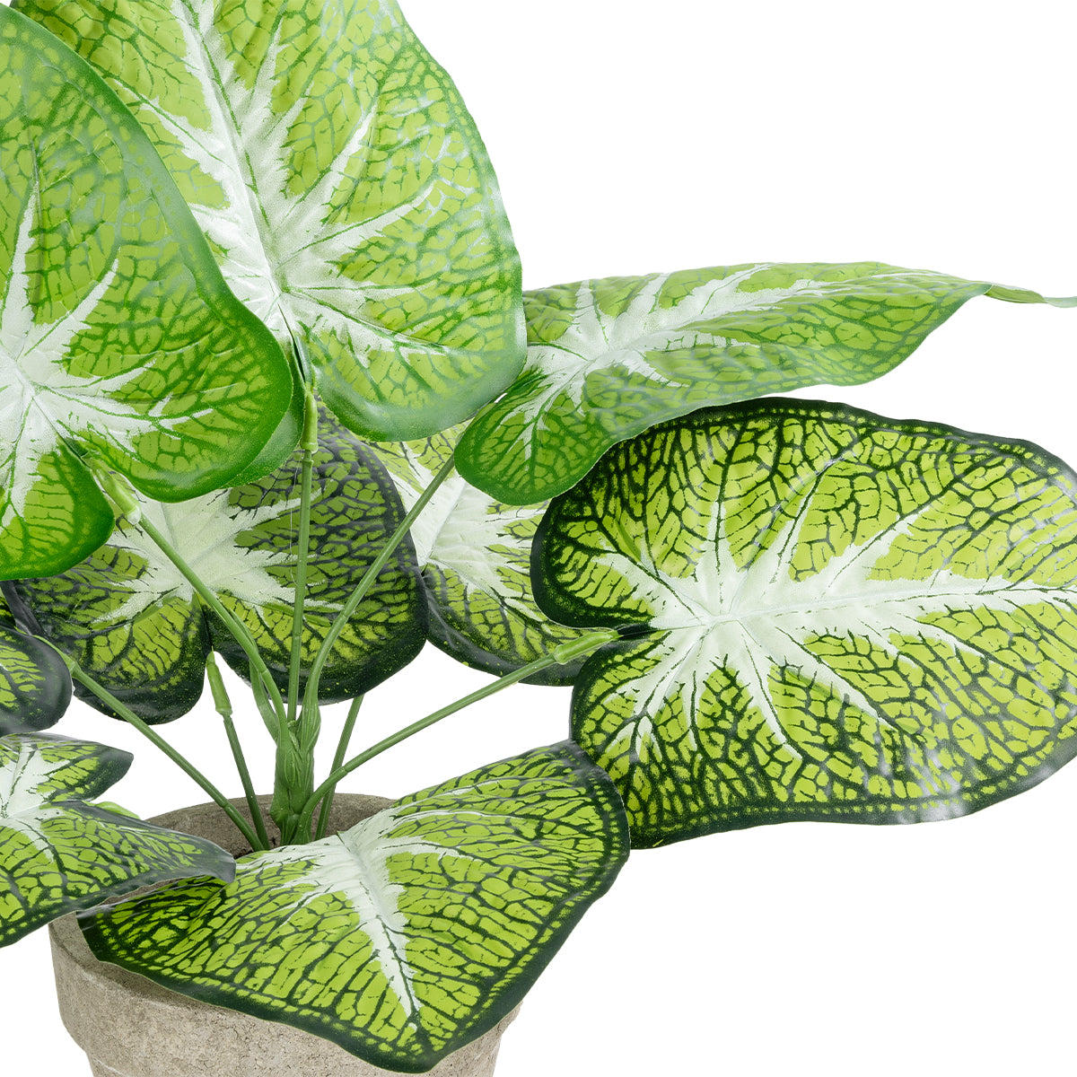 CALADIUM POTTED PLANT 20894 Διακοσμητικό Φυτό Καλάντιουμ Φ40 x Υ33cm