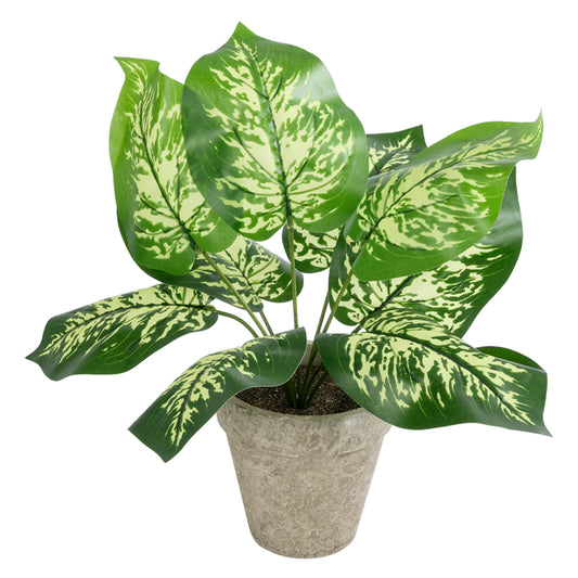 DIEFFENBACHIA POTTED PLANT 20897 Διακοσμητικό Φυτό Διεφενμπάχια Φ40 x Υ33cm