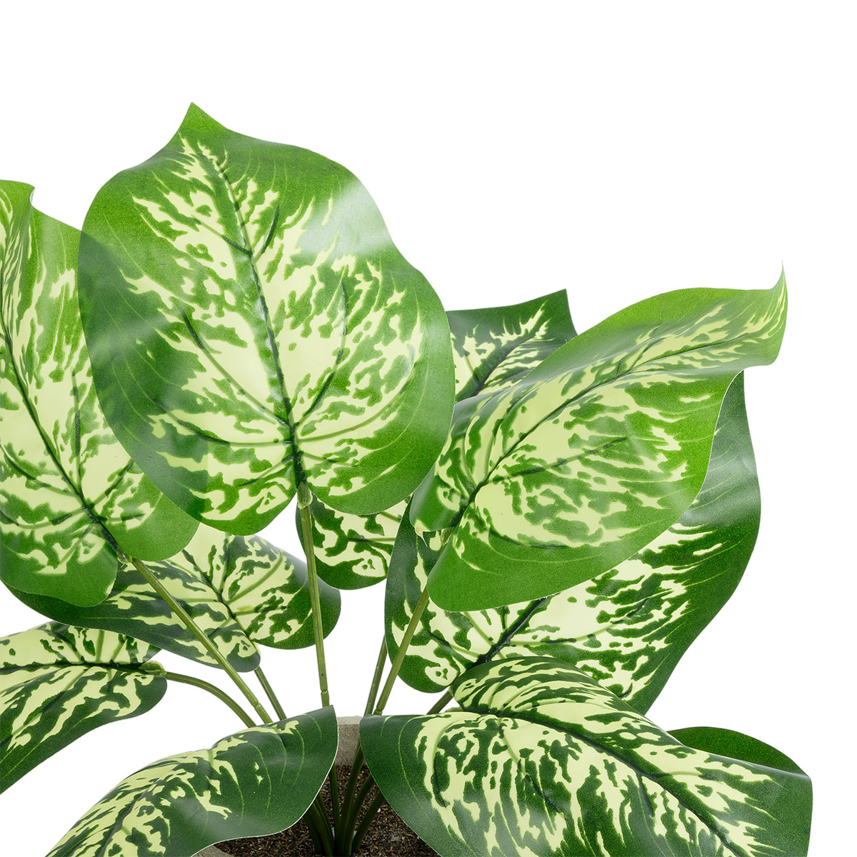 DIEFFENBACHIA POTTED PLANT 20897 Διακοσμητικό Φυτό Διεφενμπάχια Φ40 x Υ33cm