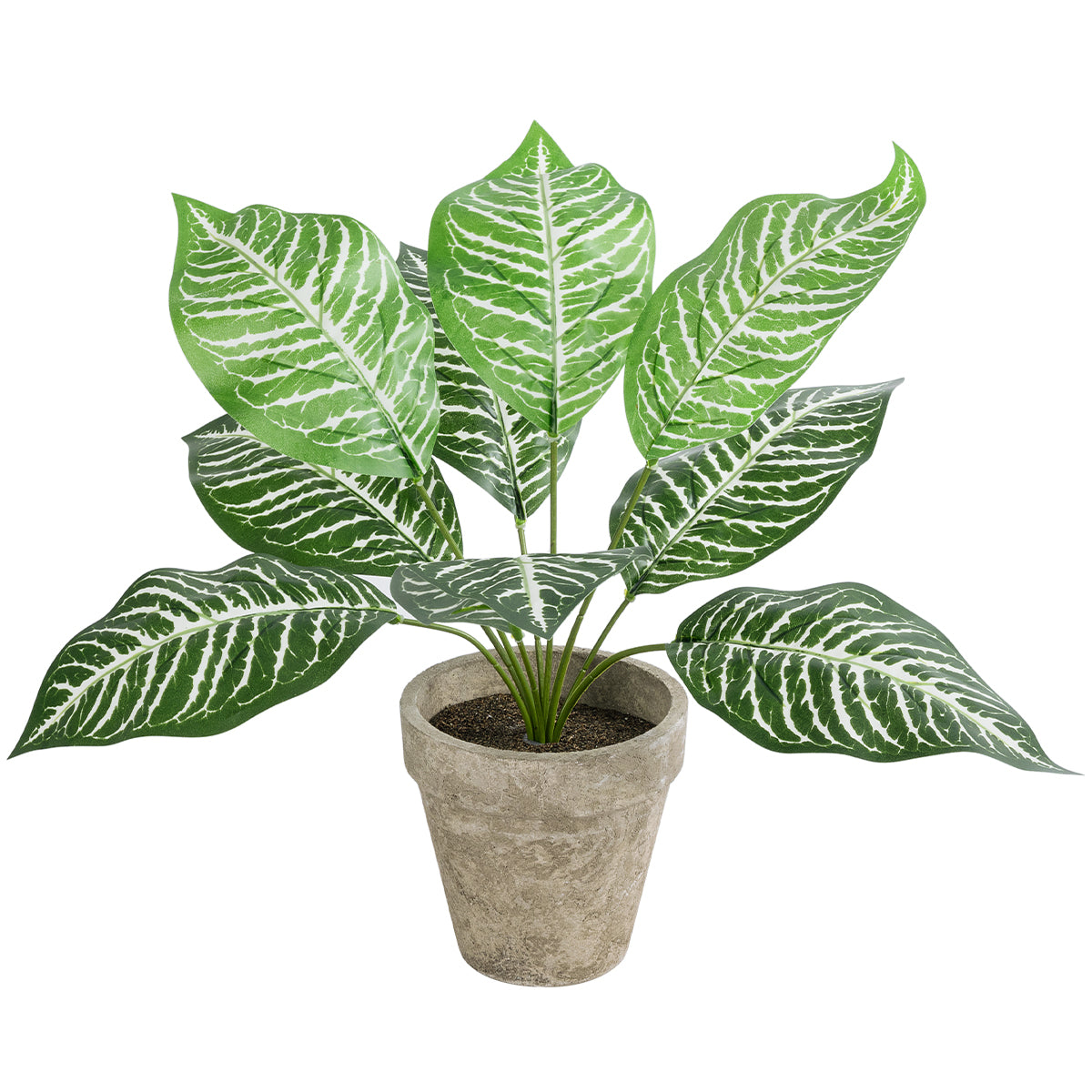 ZEBRA POTTED PLANT 20898 Διακοσμητικό Φυτό Ζέμπρα Φ40 x Υ33cm