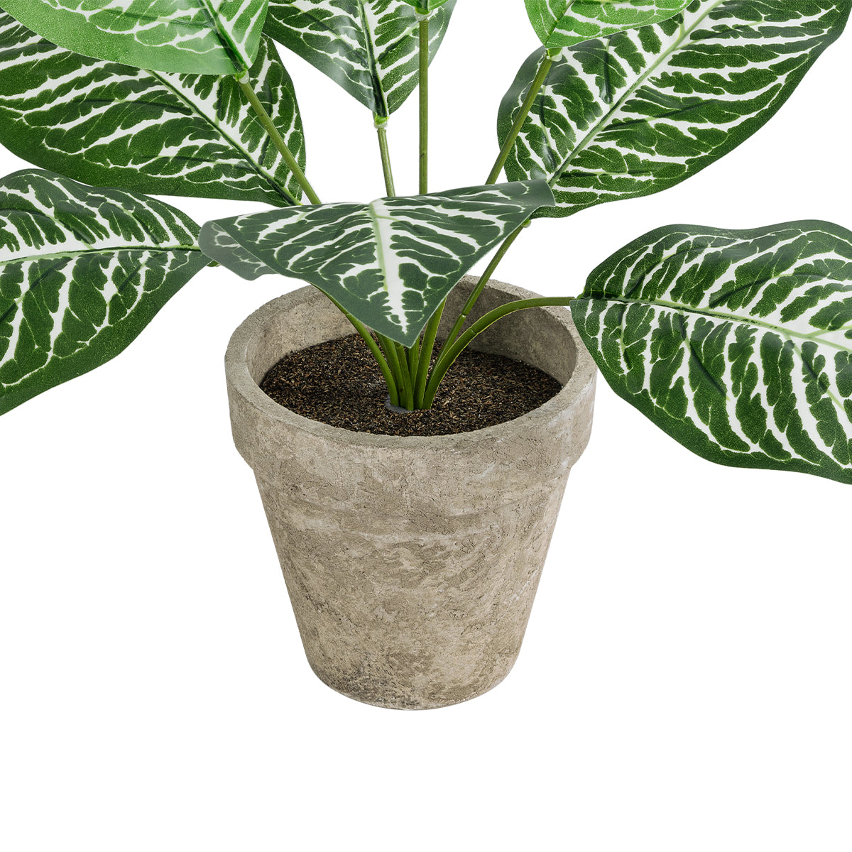 ZEBRA POTTED PLANT 20898 Διακοσμητικό Φυτό Ζέμπρα Φ40 x Υ33cm