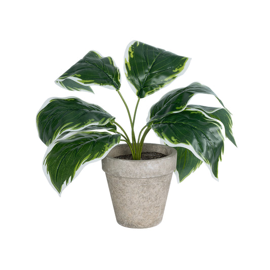 WHITE HOSTA PLANT 20900 Διακοσμητικό Φυτό Λευκή Χόστα Φ45 x Υ40cm