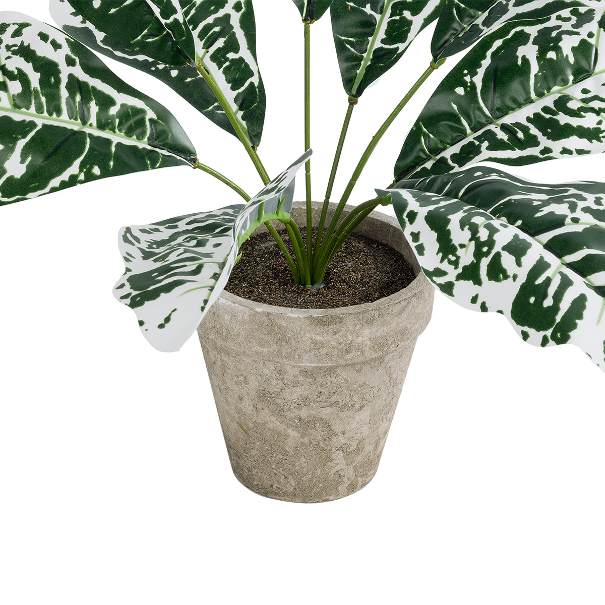 WHITE AGLAONEMA POTTED PLANT 20903 Διακοσμητικό Φυτό Λευκό Αγλαόνημα Φ40 x Υ33cm