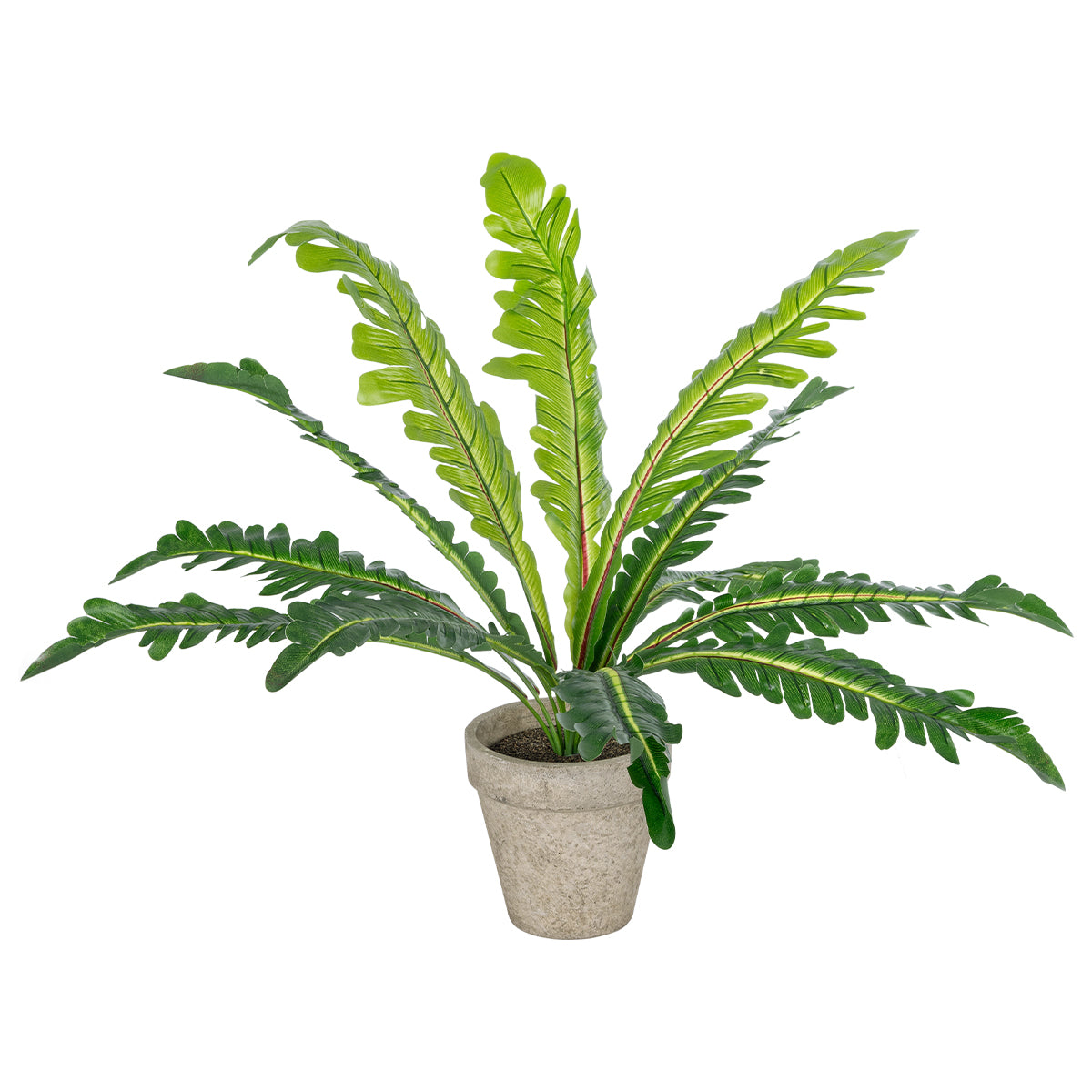 ASPLENIUM POTTED PLANT 20904 Διακοσμητικό Φυτό Aslenium Φ40 x Υ33cm