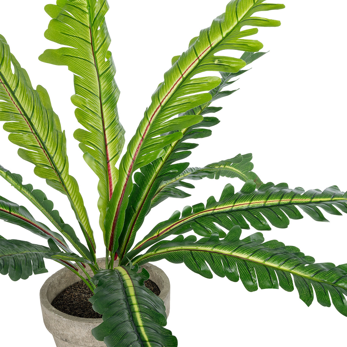 ASPLENIUM POTTED PLANT 20904 Διακοσμητικό Φυτό Aslenium Φ40 x Υ33cm