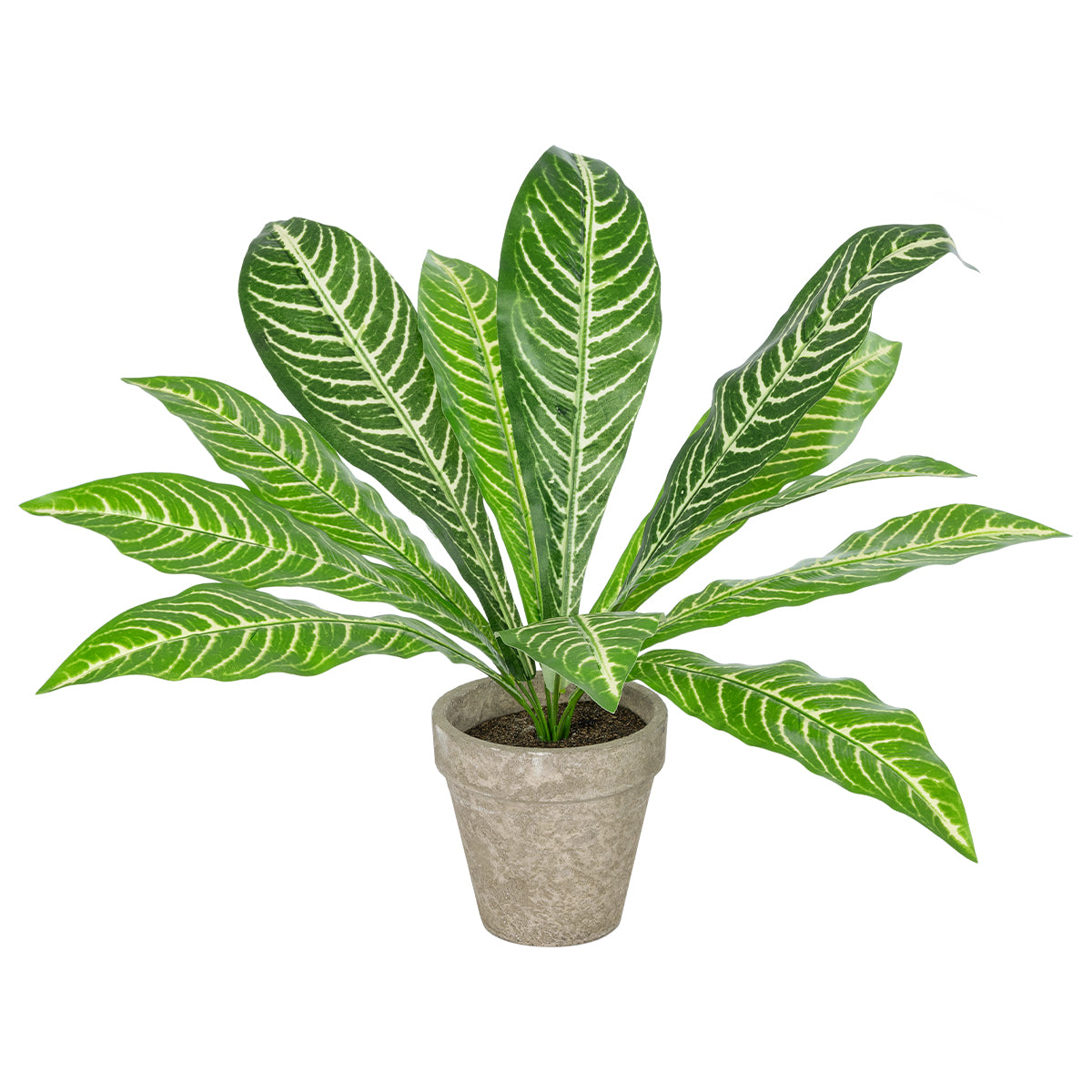 ZEBRA POTTED PLANT 20906 Διακοσμητικό Φυτό Ζέμπρα Φ40 x Υ33cm