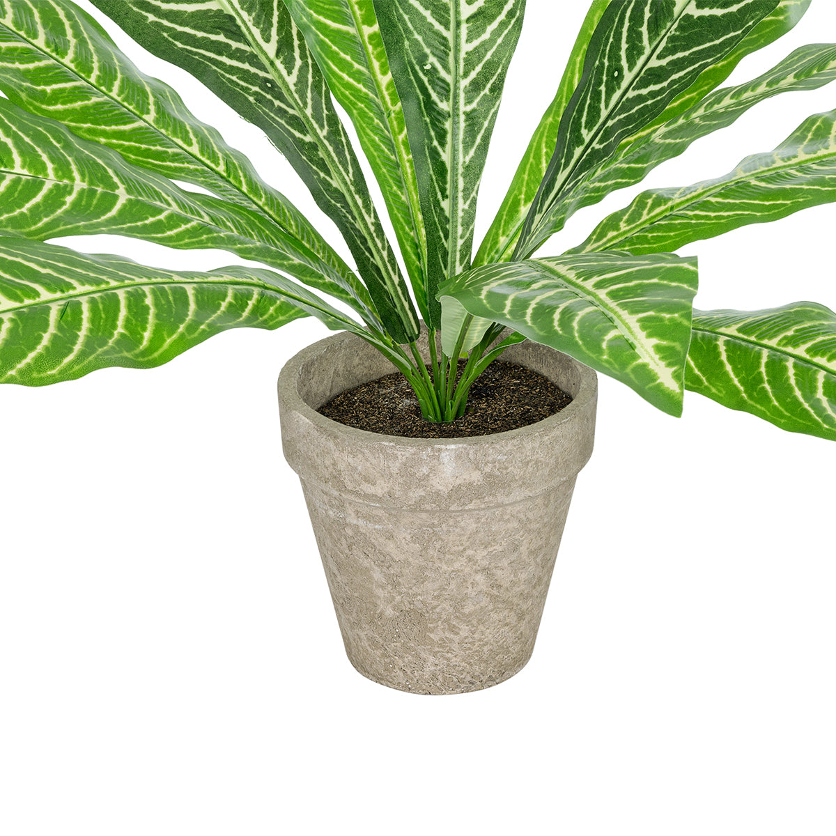 ZEBRA POTTED PLANT 20906 Διακοσμητικό Φυτό Ζέμπρα Φ40 x Υ33cm